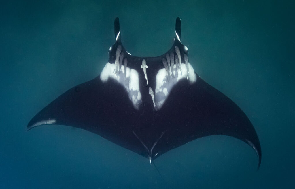 Manta Rays in Isla de la Plata, Puerto Lopez.