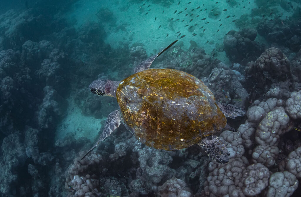 A sea turtle in puerto lopez, ecuador