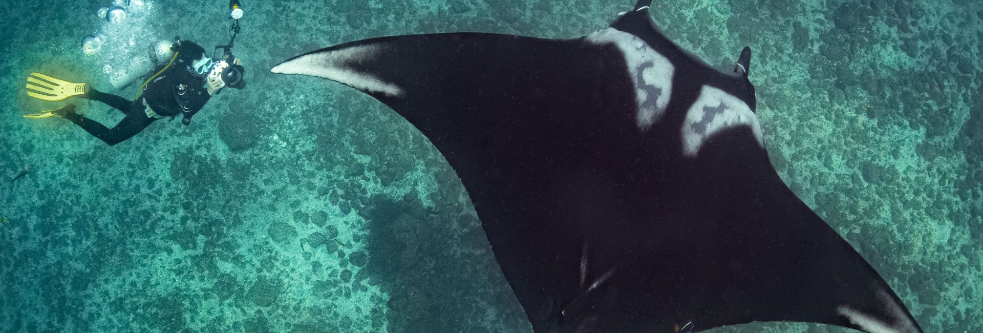 Diving into the World’s Largest Manta Ray Aggregation in Puerto Lopez, Ecuador