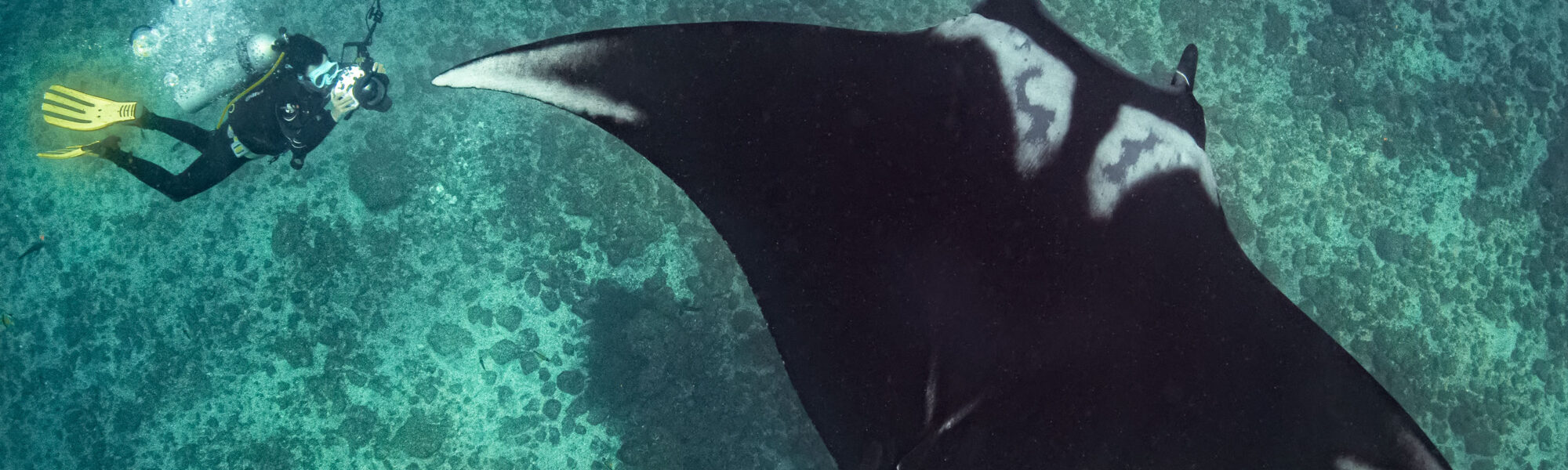 Puerto López: el spa para la agregación de mantarrayas más grande del mundo