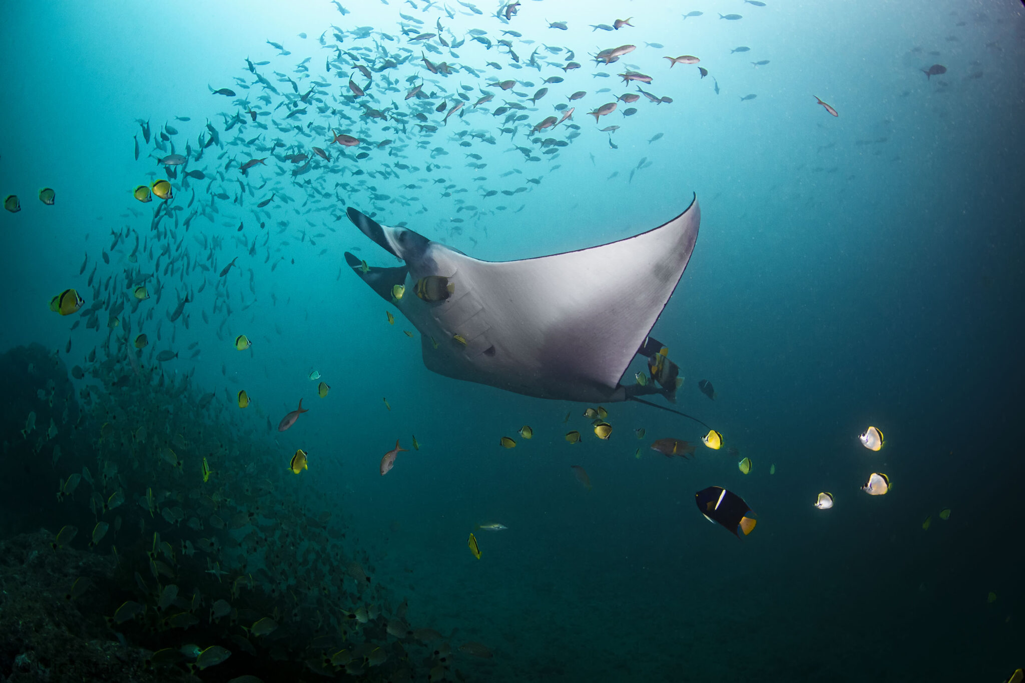 Diving into the World's Largest Manta Ray Aggregation in Puerto Lopez