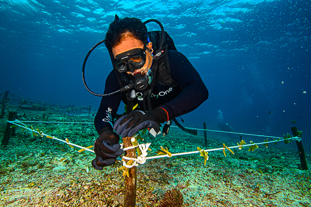 Ocean Gardener planting corals