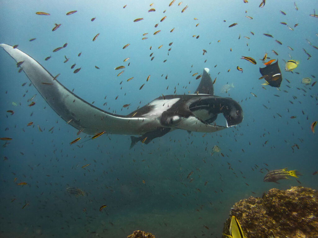 A manta ray in Puerto Lopez, Ecuador