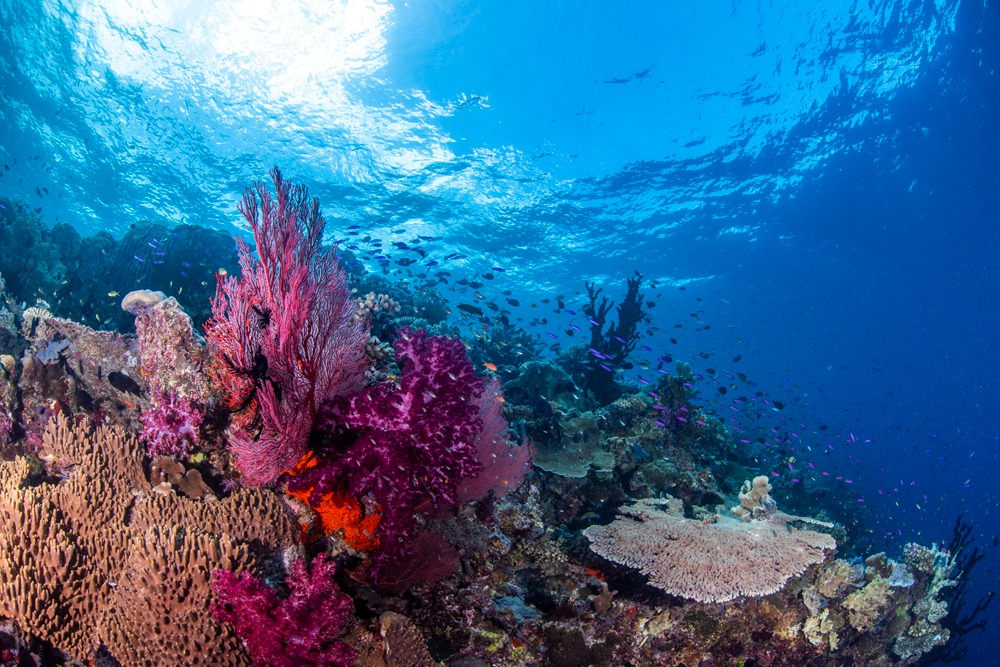 padi coral reef restoration PNG wide coral