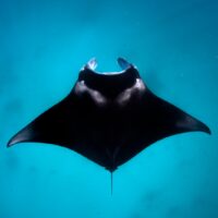 padi coral reef restoration PNG manta ray