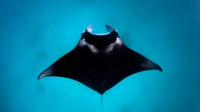 padi coral reef restoration PNG manta ray