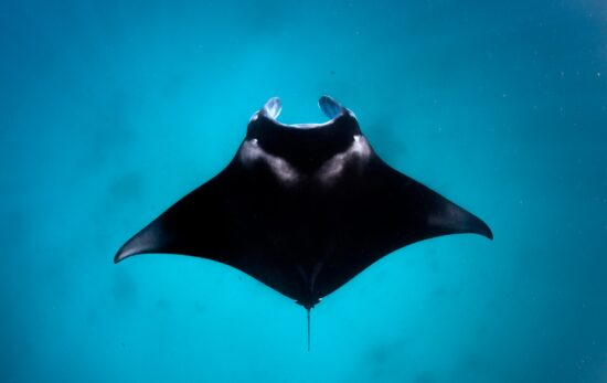 padi coral reef restoration PNG manta ray