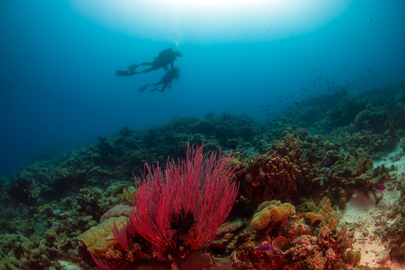 padi coral reef restoration PNG diver UW