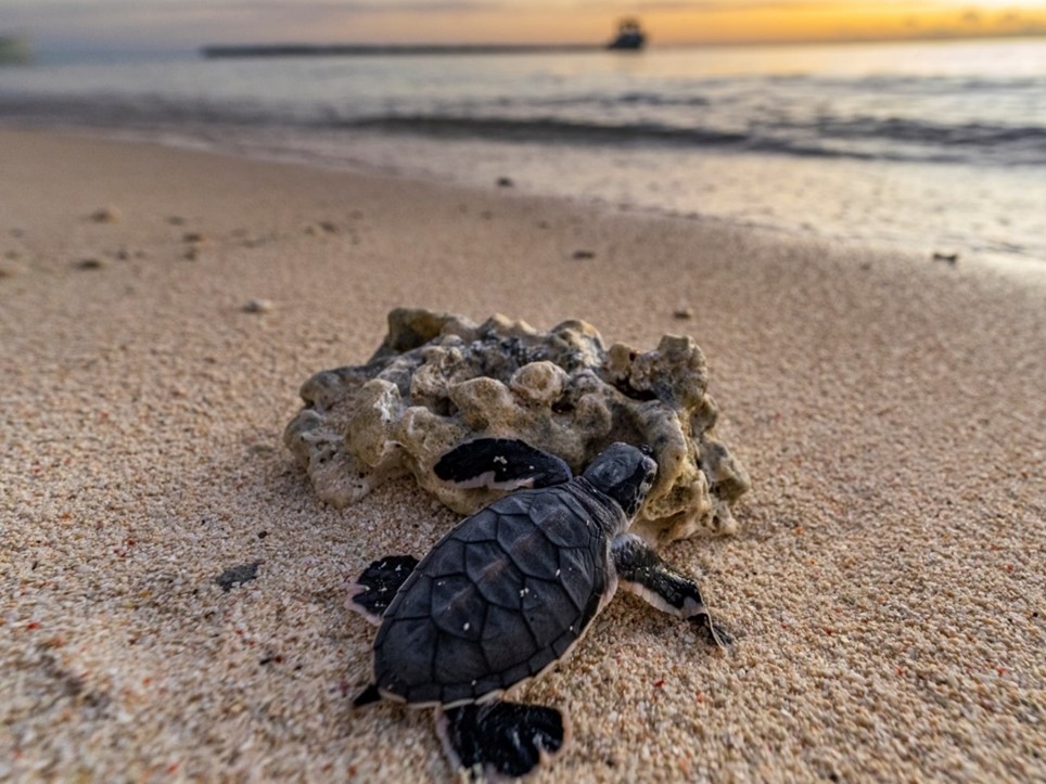 padi coral reef restoration PNG hatchling turtle