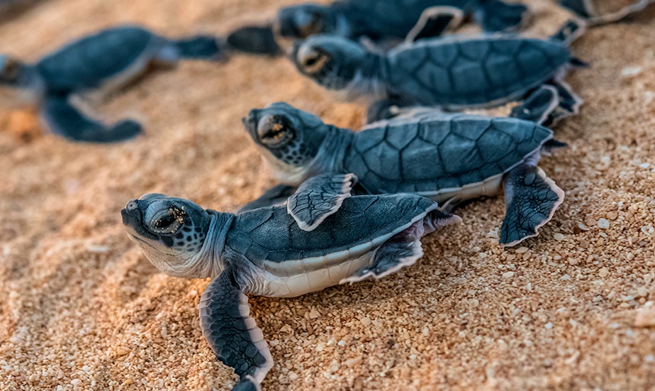 padi coral reef restoration PNG hatchling turtles