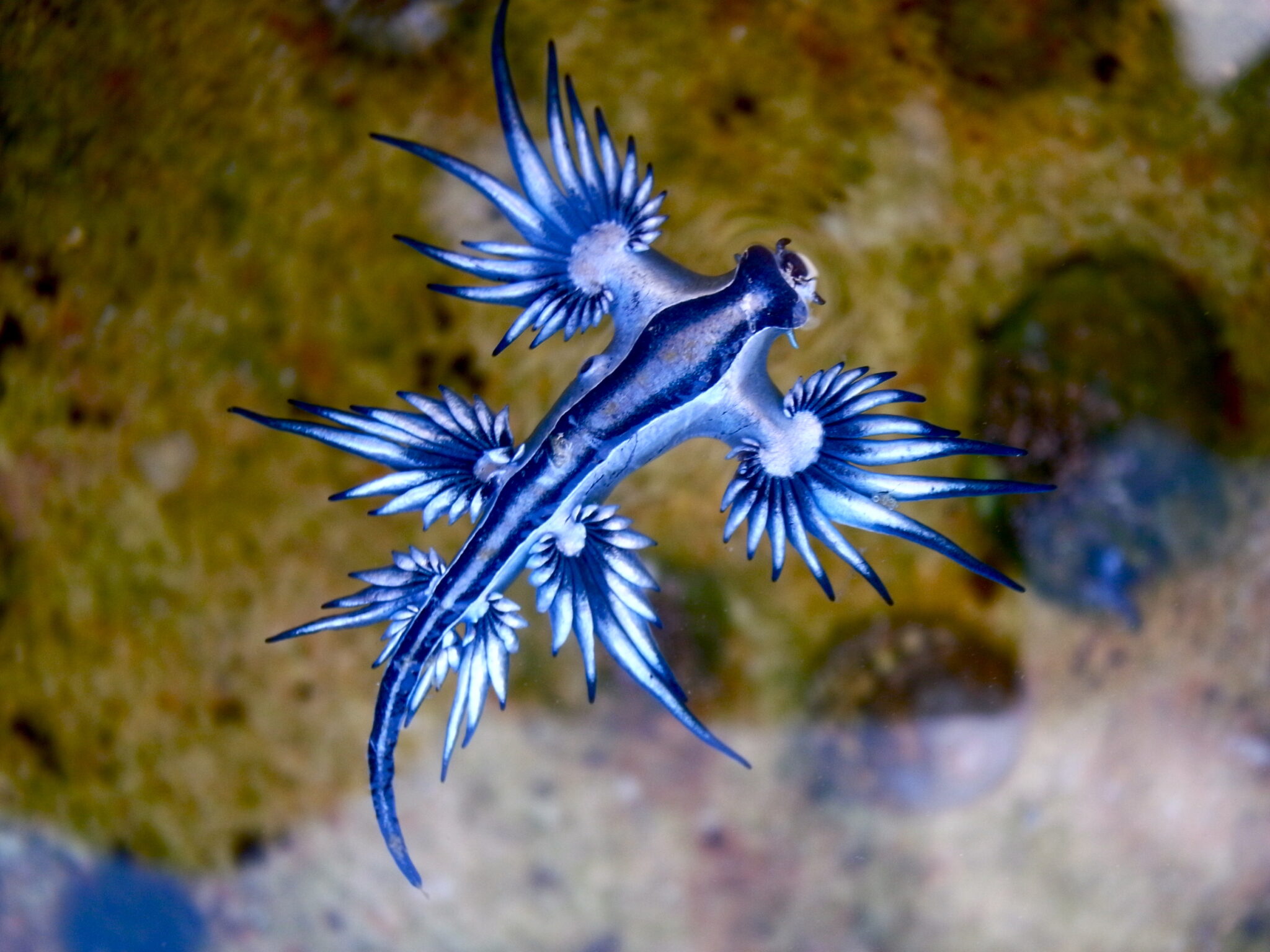 A blue dragon sea slug, Glaucus atlanticus, one of the more fascinating nudibranch species that are related to sea bunnies