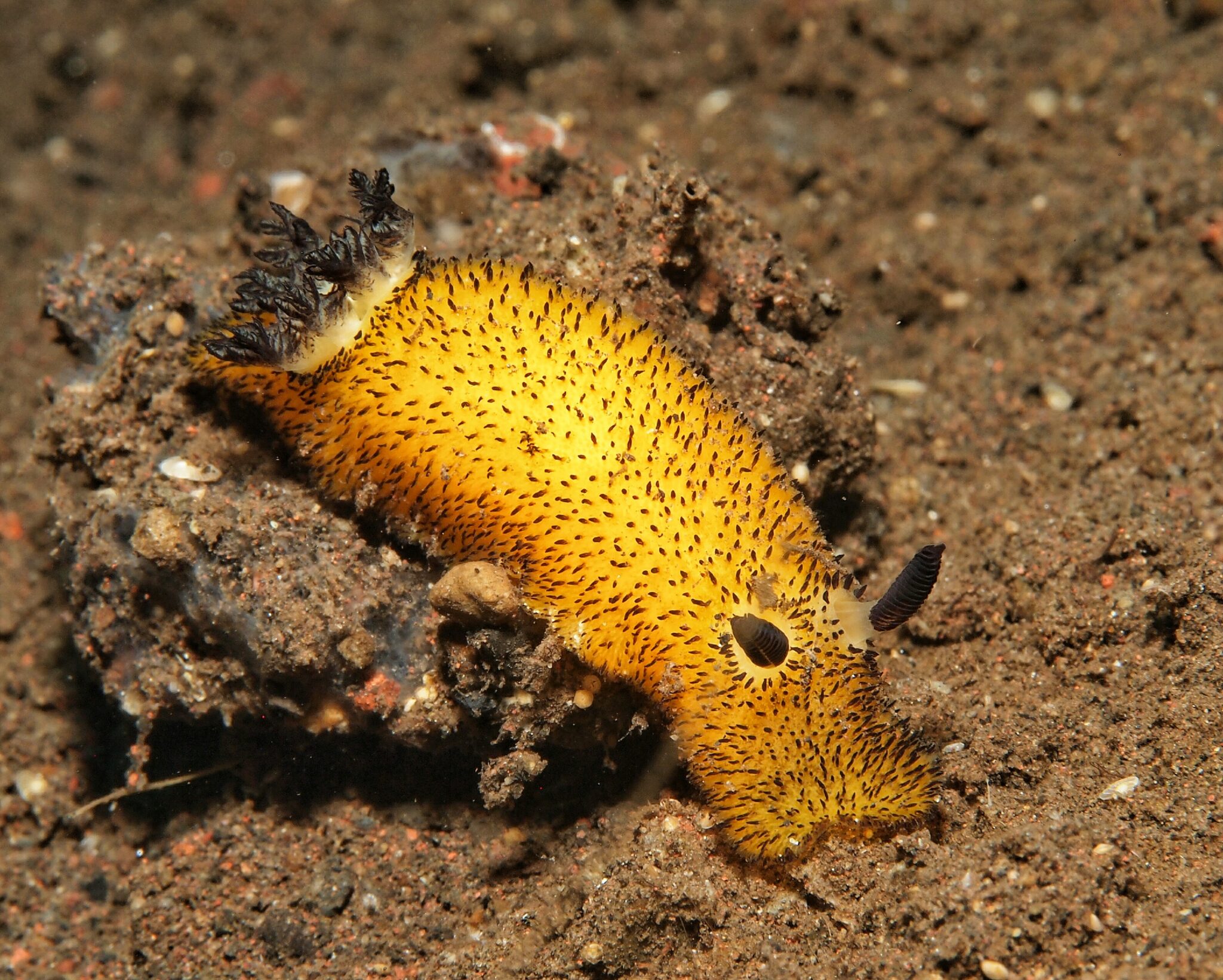 A Jorunna parva nudibranch with a dark yellow pigment, one of many sea bunny colors which they absorb from their diet