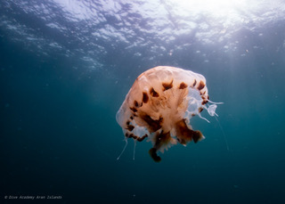 aran islands jelly fish