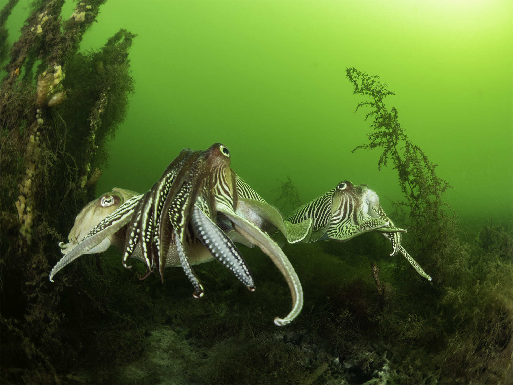 Three cuttlefish in the water in the Netherlands coming to mate