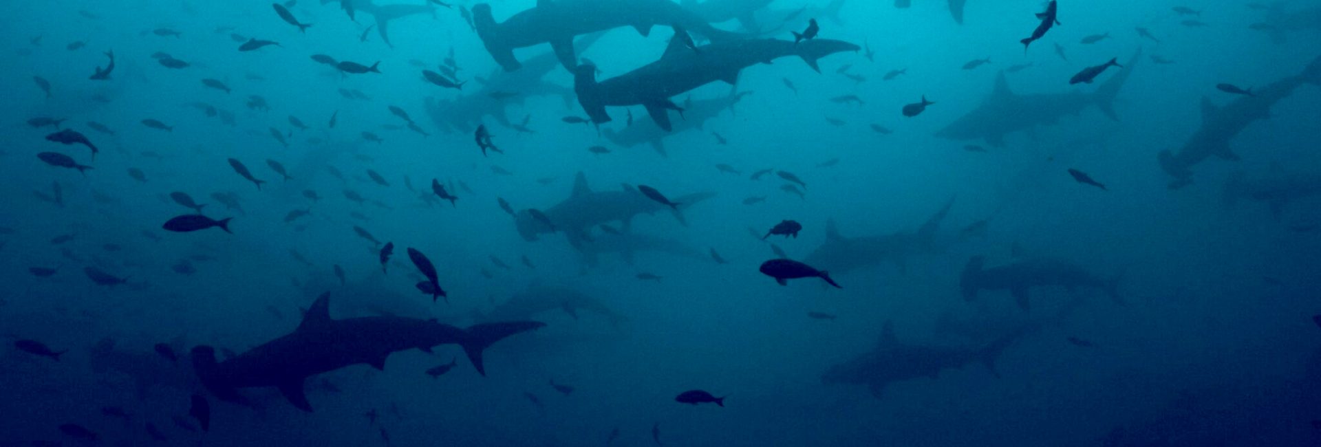 サメの保護にご協力ください：PADI AWARE が世界的なサメとエイの個体数調査をスタート