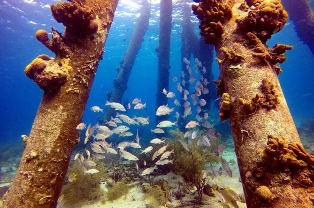 Underwater image of a structure in Bonaire. 