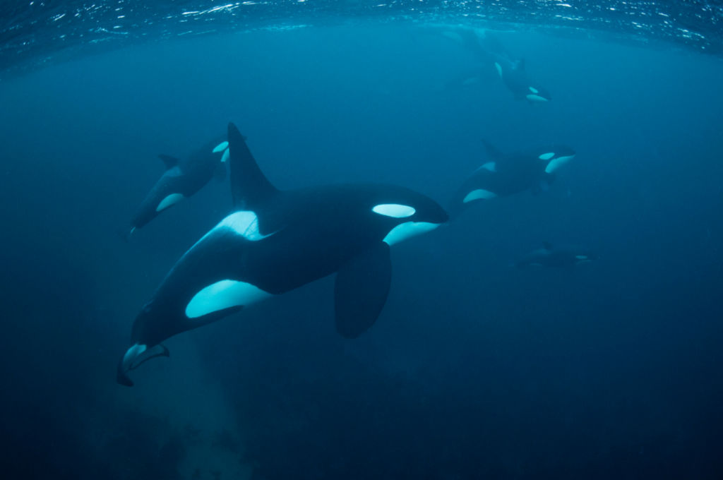 A pod of orcas swimming off the coast of New Zealand.