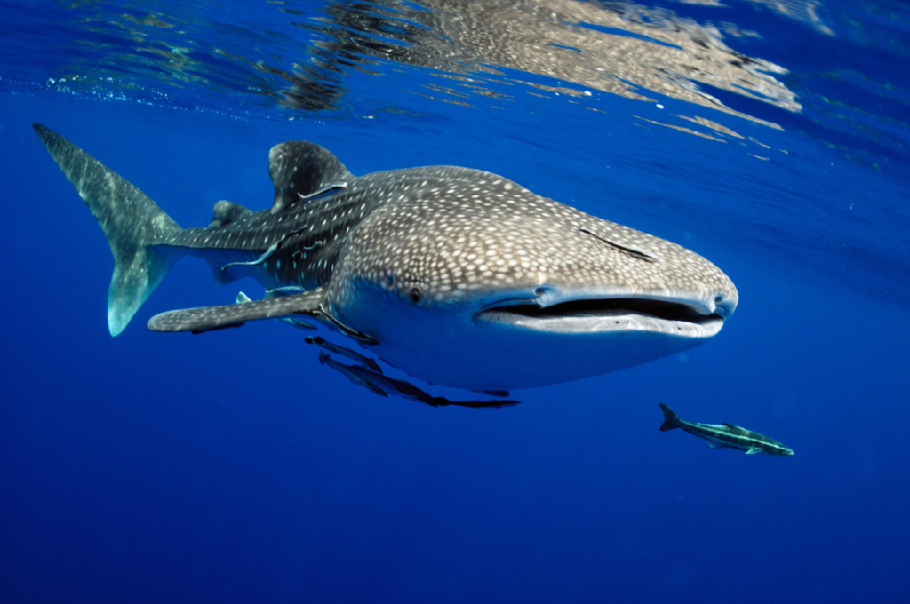 Underwater image of a whale shark.
