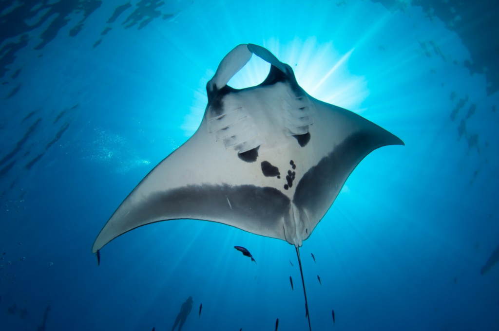 Underbelly image of a manta ray.