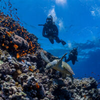 two padi divers explore a coral reef in Egypt and spot a sea turtle