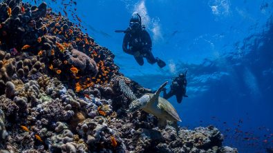 two padi divers explore a coral reef in Egypt and spot a sea turtle