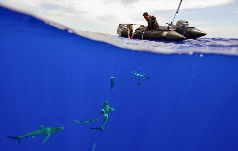 pristine seas partnership boat on water's surface