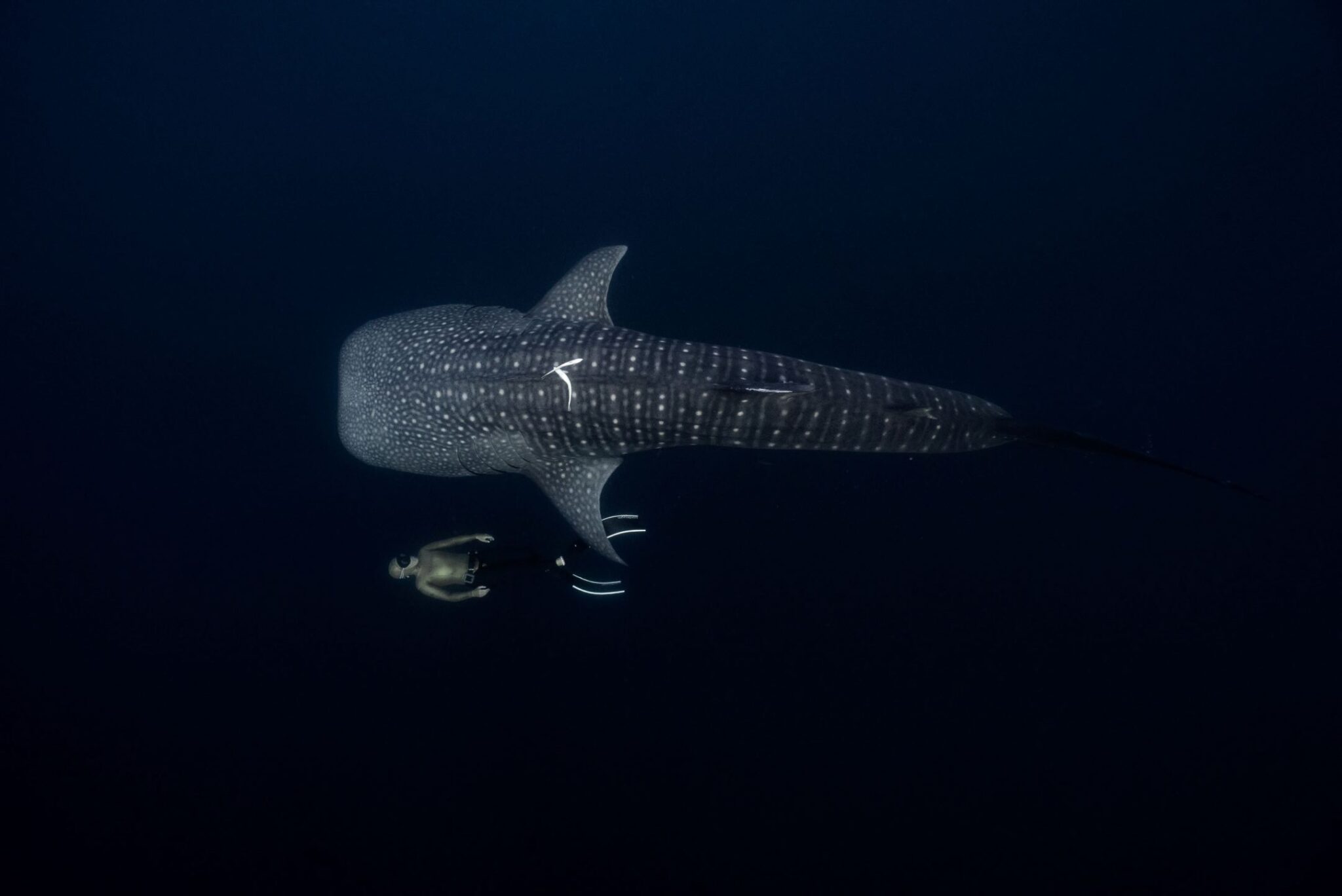A freediver swimming alongside a Whale Shark by Elianne Dipp