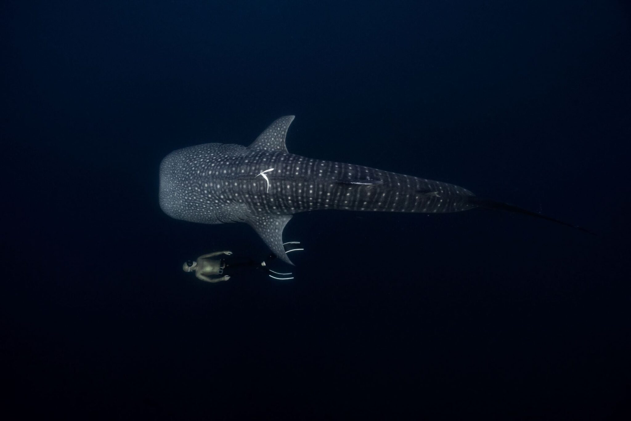 Diving with Whale Sharks - Everything You Should Know