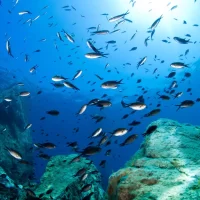 reef picture italy diving underwater