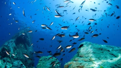 reef picture italy diving underwater