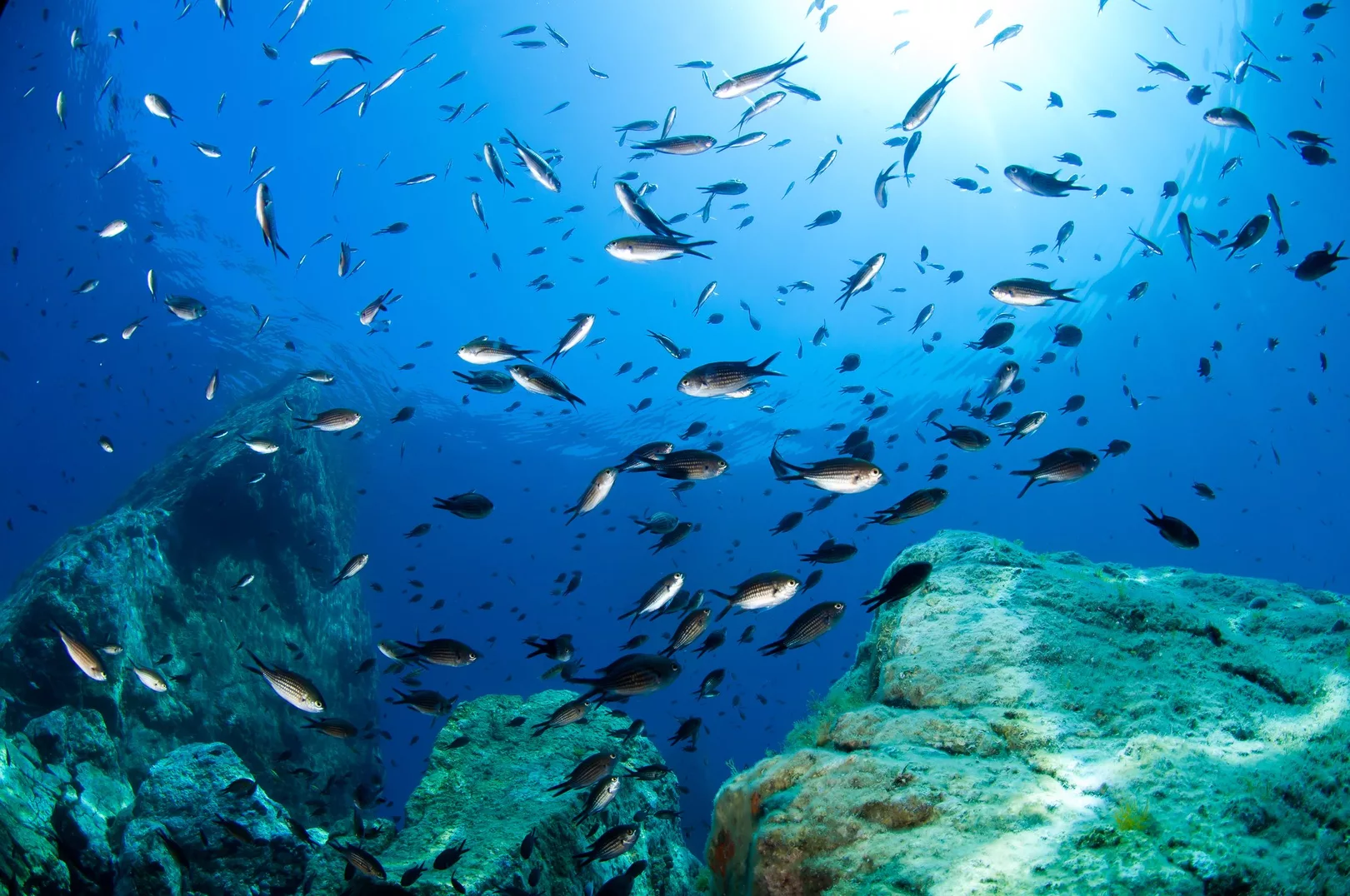 A reef teeming with Mediterranean marine life in Italy, one of the best destinations in Europe for scuba divers