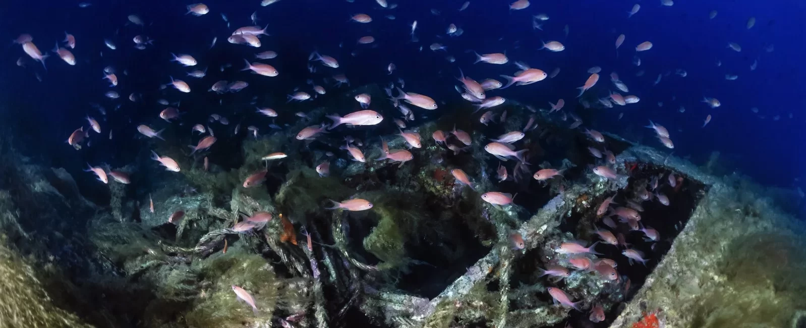How a Surprise Birthday Gift Became the First Step Towards Life as a PADI Pro