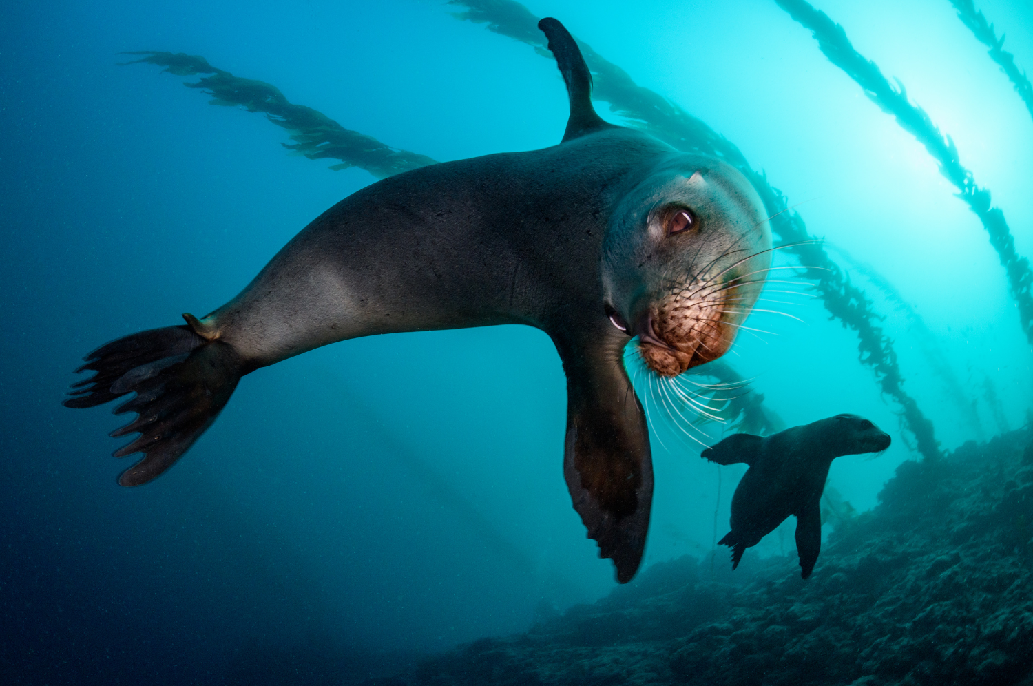 Underwater image of playful sea lions.