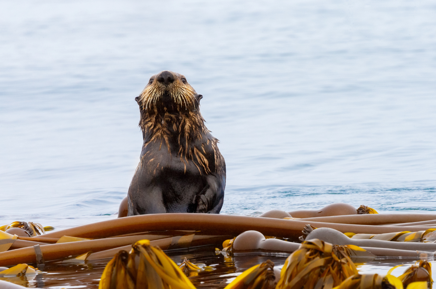 Image of a sea otter playing in some floating kelp.