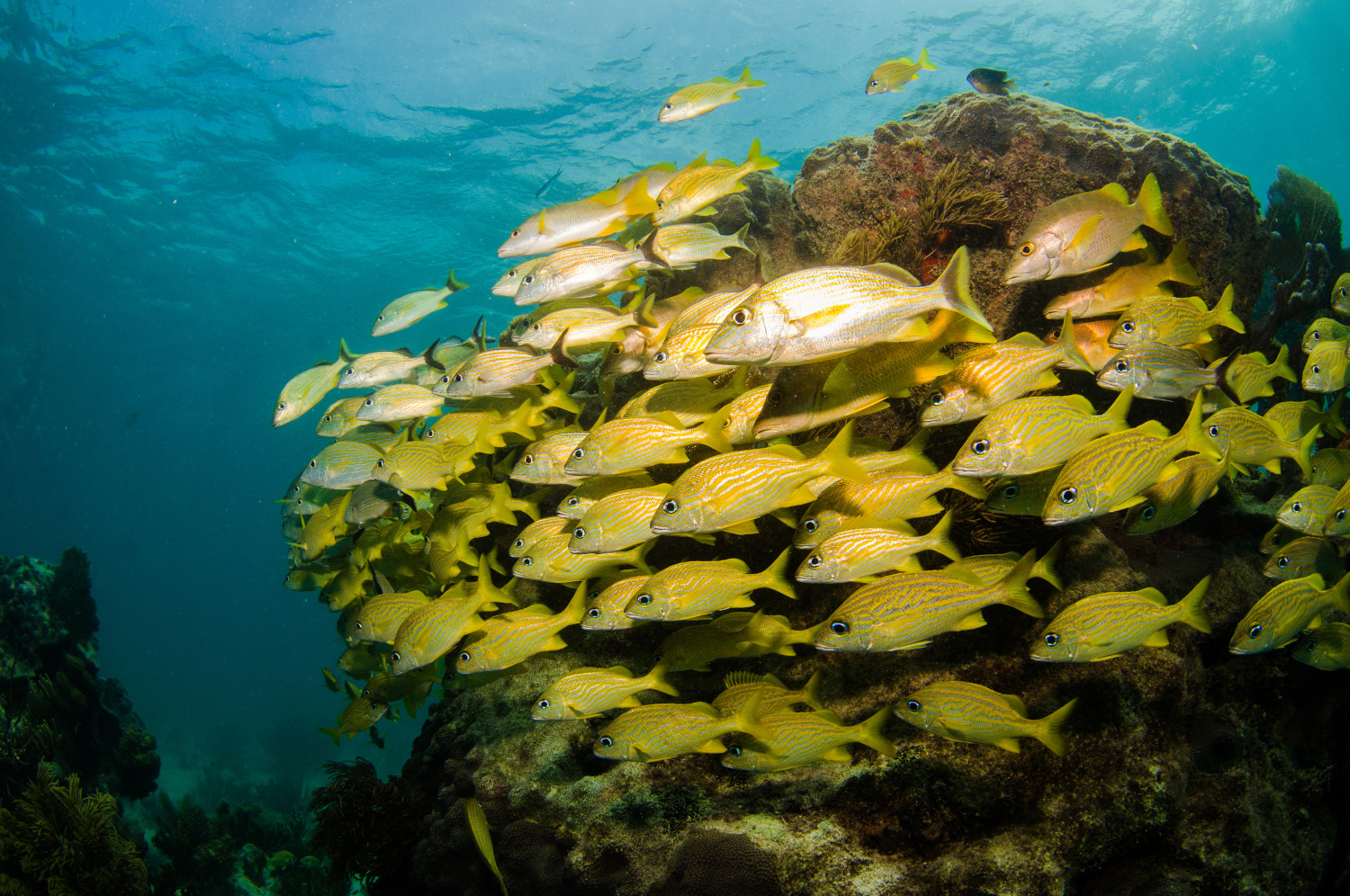 Underwater image of a school of grunt fish.