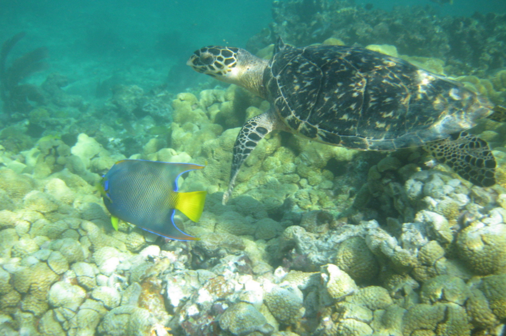 Image taken by Jack Fishman of a sea turtle and fish swimming along the reef.