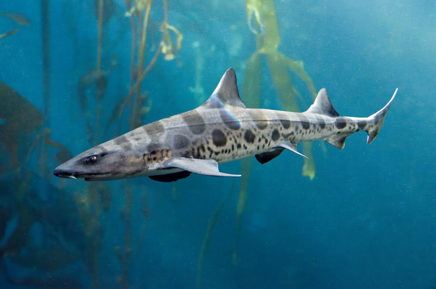 Underwater image of a leopard shark swimming through kelp.