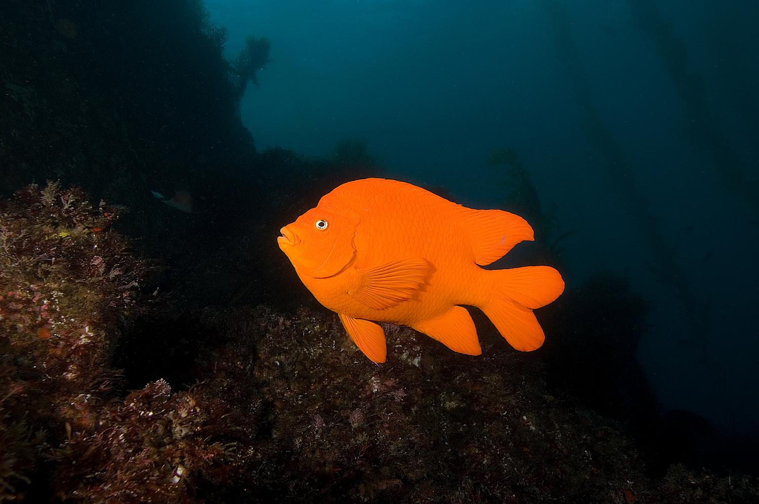 The Garibaldi fish, California's state marine fish.