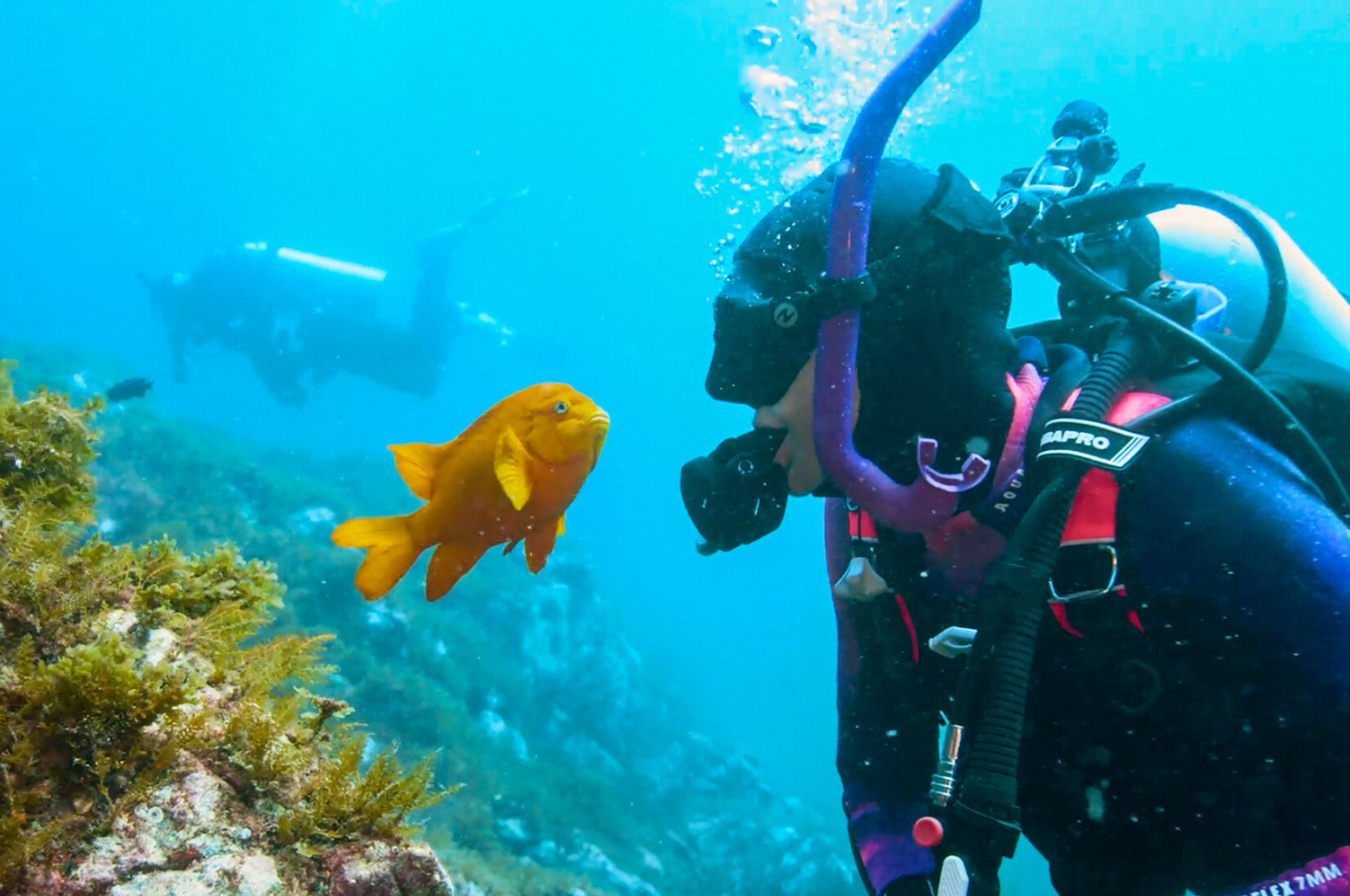Image of a scuba diver and Garibaldi fish.