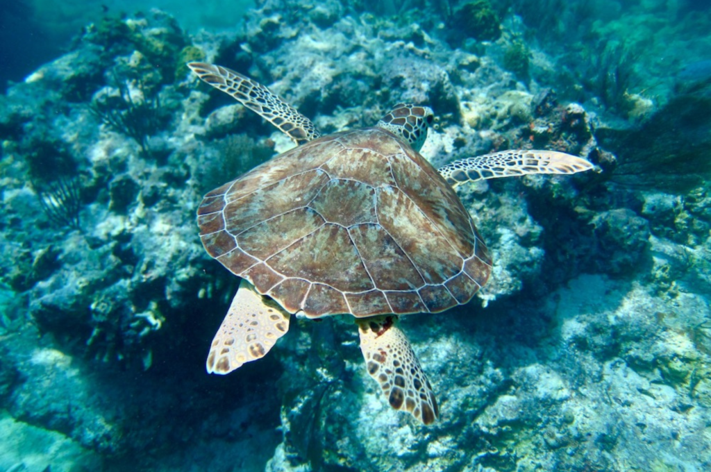 Image taken by Jack Fishman of a sea turtle in the Florida Keys.