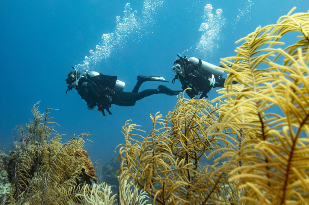 Scuba divers exploring the underwater world of Florida.