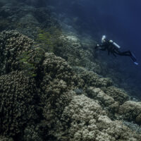 a scuba diver exploring a coral reef in south africa