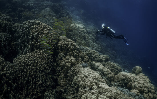 a scuba diver exploring a coral reef in south africa
