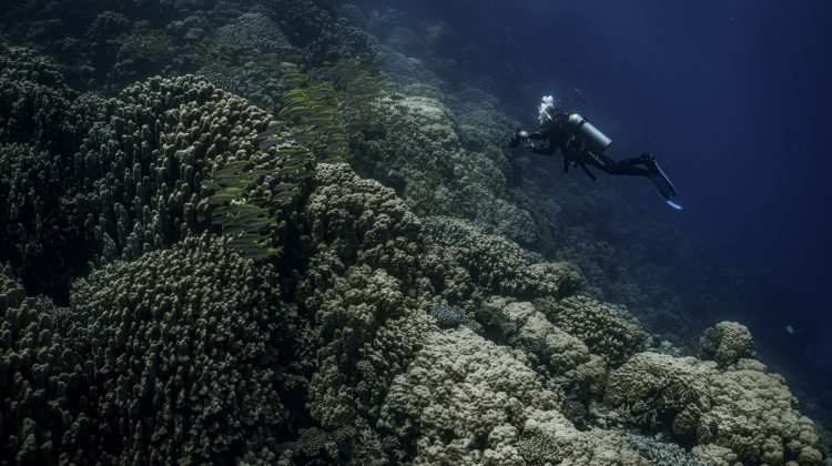 a scuba diver exploring a coral reef in south africa