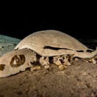 turle skeleton turtle tomb tec diving