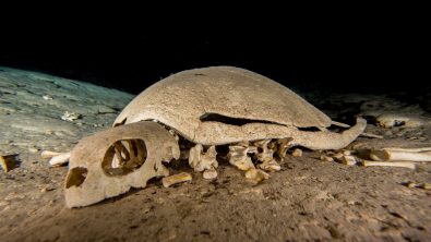 turle skeleton turtle tomb tec diving