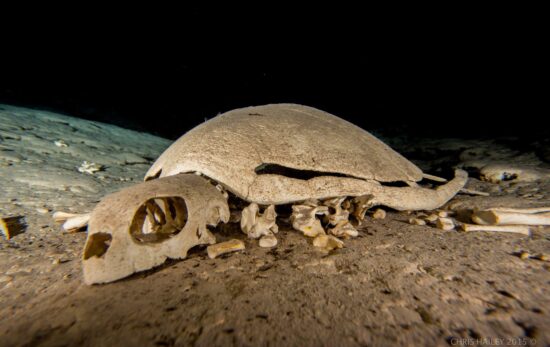 turle skeleton turtle tomb tec diving