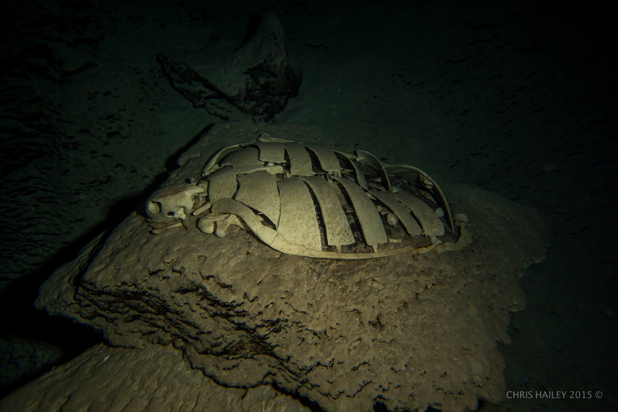turtle tomb sipadan turtle skeleton