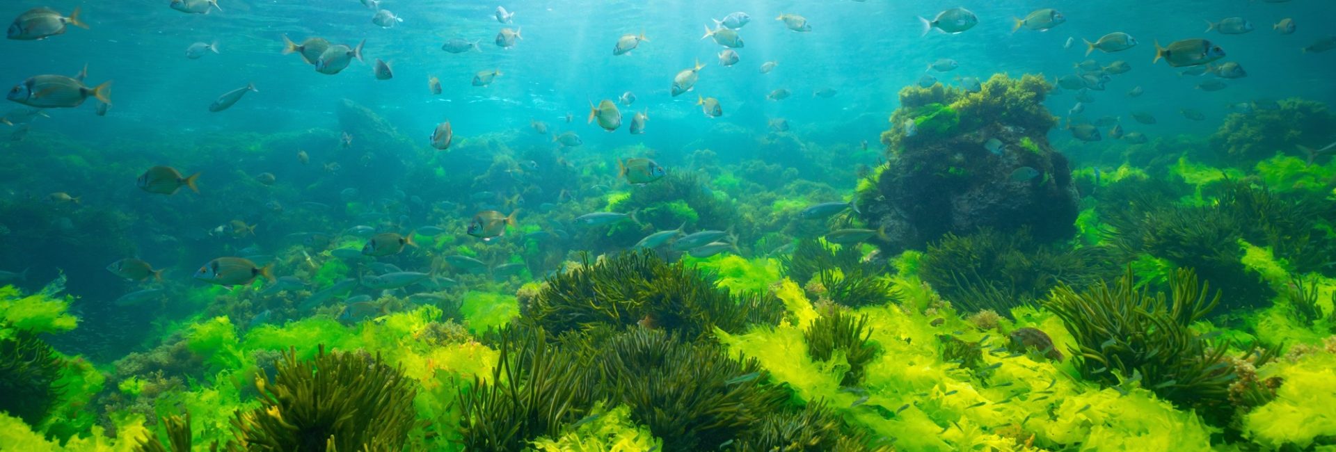 What the Ocean Taught Me About Identity and Belonging as a Queer Diver