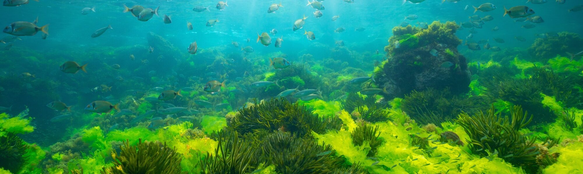 What the Ocean Taught Me About Identity and Belonging as a Queer Diver